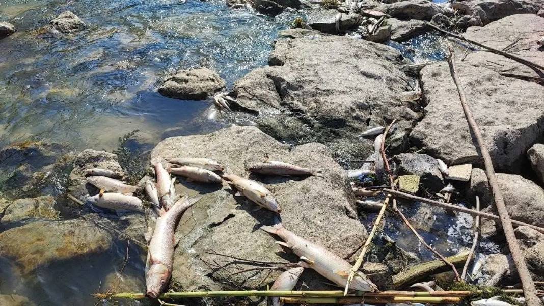 Ceyhan Nehri’nde Balıklar Telef Oldu: Mahalle Kokuyor, Nehir Ölüyor! 4